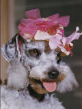 Dog Sporting a Flowered Hat
