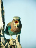 Lilac-Breasted Roller Stands on a Dead Stump