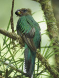 Female Resplendent Quetzal Bearing Food for its Nestlings in a Hollowed Tree