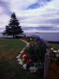 Flower Bed and Tree Overlooking the Water