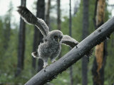 A Great Gray Owlet Uses its Wings for Balance as it Climbs a Tree