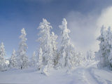Snow-Covered Trees  West Thumb Geyser Basin  Wyoming