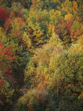 A Bicyclist Rides a Trail Through a Wooded Area in Autumn