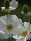 Close View of White Flowers in Bloom