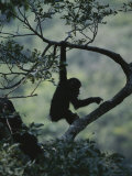 Young Chimpanzee Playing in Tree