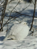 White-Tailed Ptarmigans Blending with the Snow