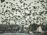Hundreds of Geese Take Flight Near Oxford