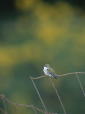 A Young Ruby-Throated Hummingbird on a Rusty Fence