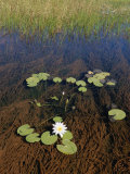 Water Lily Pads and Flower