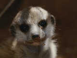 A Close View of a Meerkat (Suricata Suricatta) Pup