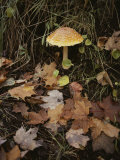 Maple Leaves Frame a Fly Agaric Mushroom