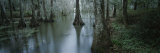 Mangrove Swamp