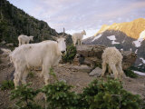 Mountain Goats Near Sperry Chalet  Glacier National Park  Montana