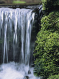 Moss Grows Alongside a Waterfall on Fern Creek