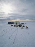 Sled Dogs Rest Near the Mushers Tent at the End of the Day