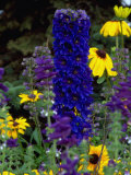 Flowers  AK