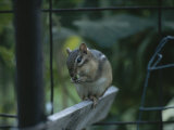 A Chipmunk Eats a Seed in Rock Creek Park