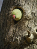 A Rose-Ringed Parakeet Pokes its Head out of a Hole in a Tree Trunk