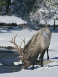 Wapiti Drinks from Pool in Winter  Yellowstone National Park