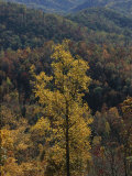 Autumn Colors Paint a Beautiful Fall Forest Landscape