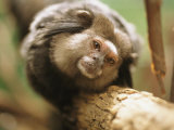 A Black Tufted-Ear Marmoset Clings to a Tree Branch