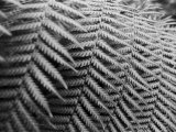 Fern Fronds Create Patterns