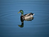 A Male Mallard Duck is Mirrored in the Blue Surface of a Marsh