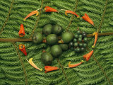 Tropical Seeds and Flowers from the Cloud Forest Which are Eaten by Resplendent Quetzal Birds