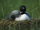 A Loon Shelters a Chick under its Wing as it Sits on its Nest