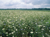 Field of Wildflowers  Montezuma National Wildlife Refuge  New York