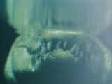 An Underwater Close-up View of a Crocodiles Mouth Focusing on its Teeth
