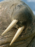 Close View of the Whiskered Face of a Male Walrus  Odobenus Rosmarus