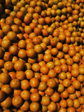 Huge Crates of Sun-Ripened Oranges at a Florida Fruit Stand