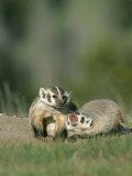 Young American Badgers