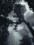 View in the Monteverde Cloud Forest