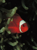 A Spinecheek Anemonefish Swims Through the Fingers of a Sea Anemone