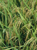 Close View of Rice Plants