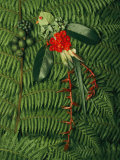 Tropical Seeds and Flowers from the Cloud Forest Which are Eaten by Resplendent Quetzal Birds