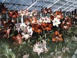 Amaryllis Show at the Botanic Garden