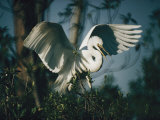 Common Egret Flapping its Wings