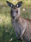 A Close View of a Kangaroo