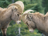 Two Young Bighorn Sheep Come Face to Face