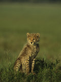 A Portrait of a Young Cheetah Cub