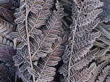 Close-up of Frosted Leaf Fronds