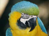 A Close-up of the Head of a Macaw