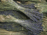Sprigs of Lavender  Provence Region  France