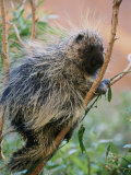 A Porcupine Perched in a Willow Tree