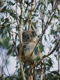A Koala Bear Rests Atop Tree Branches