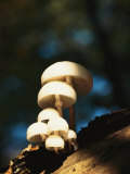 Mushrooms Growing on Decaying Wood