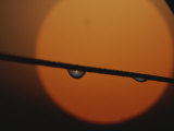 A Blade of Grass with Drops of Dew against the Setting Sun